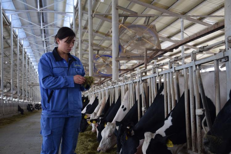 如何高效管理奶牛牧场技术人员？-图1