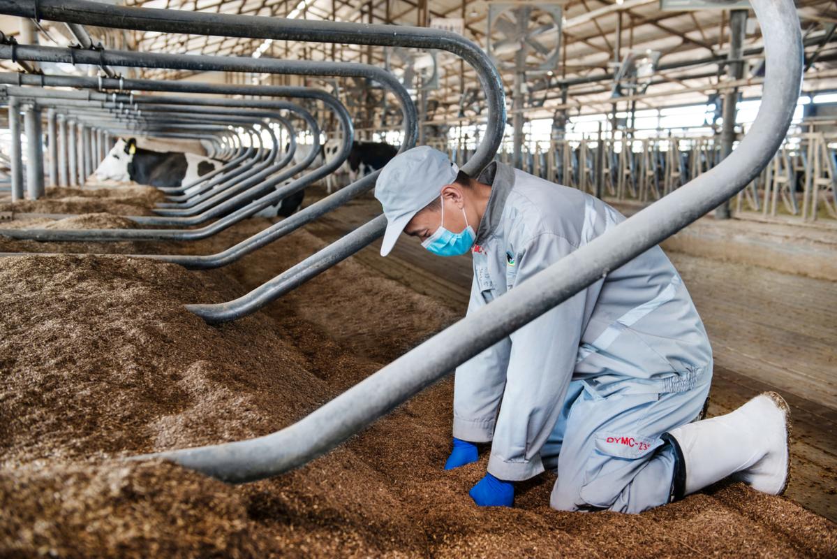 如何高效管理奶牛牧场技术人员？-图2