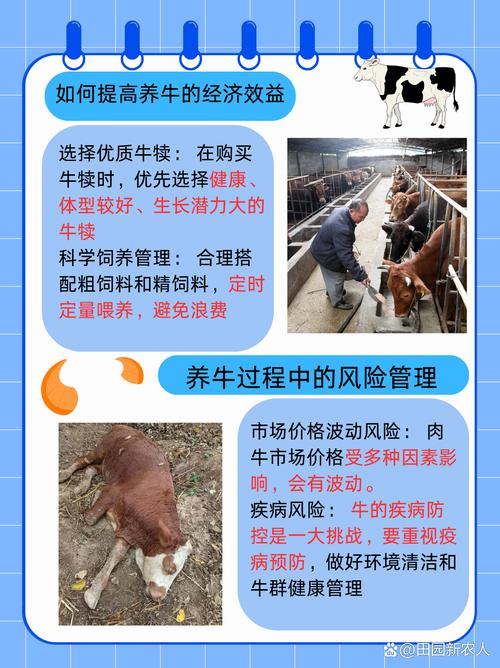 肉牛快速肥育有哪些实用技术？-图2