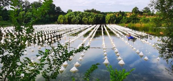 台湾水蛭养殖技术培训有何关键要点？-图3