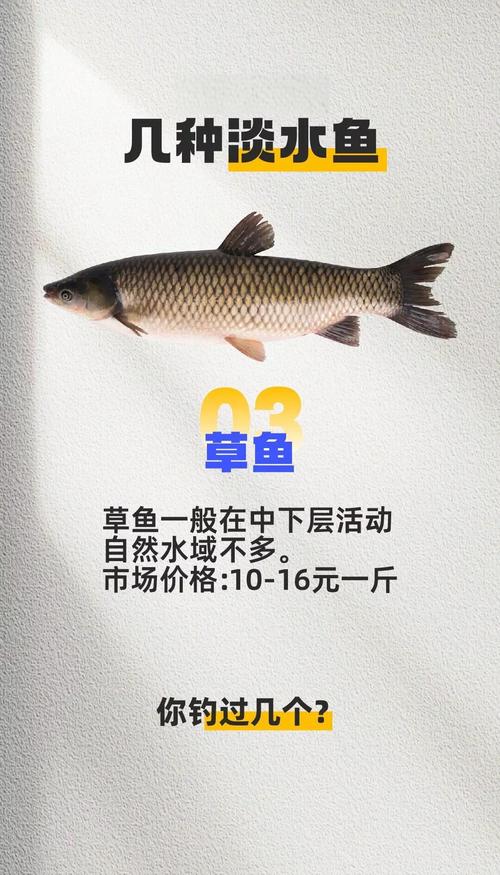鲤鱼批发价5-8斤多少钱一斤？-图1