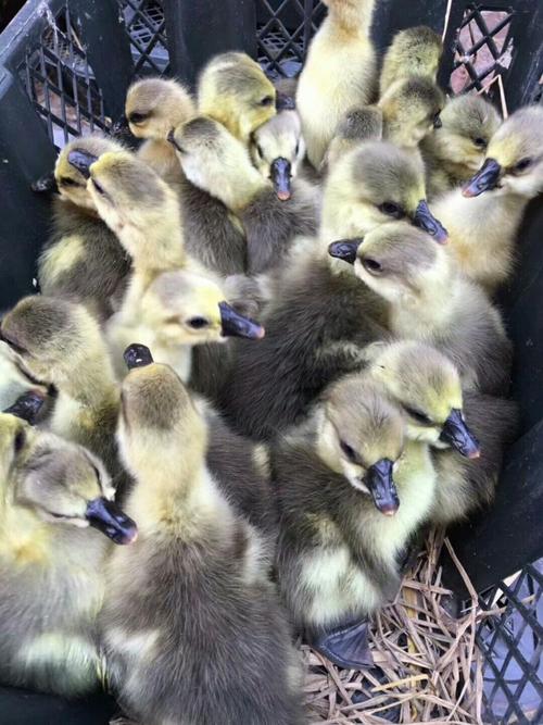 什么品种鹅苗长得最快？-图1