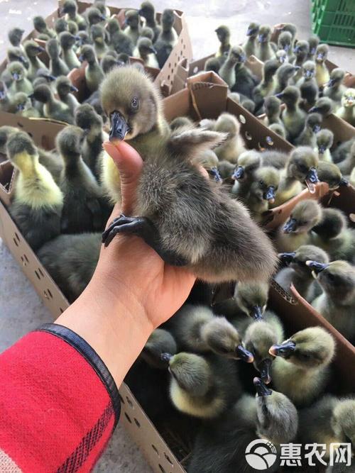 什么品种鹅苗长得最快？-图2