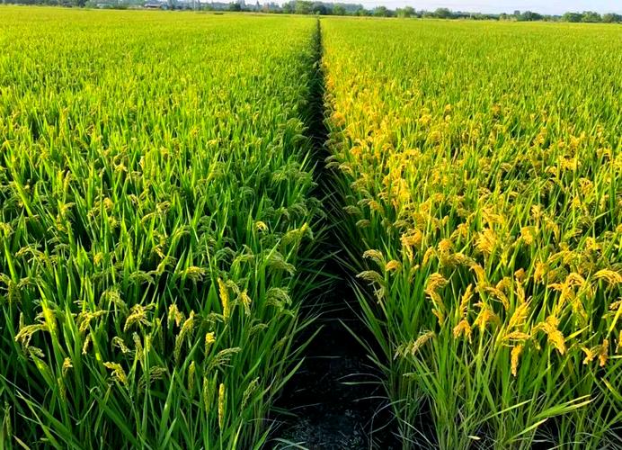 水稻早熟品种有哪些？-图2