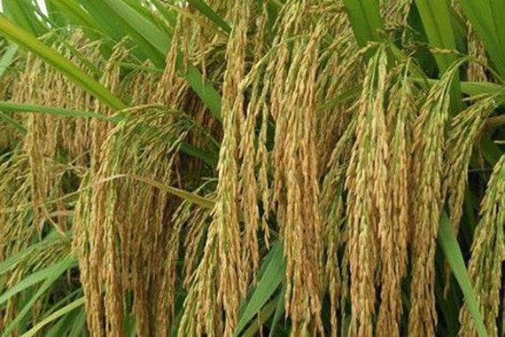 水稻早熟品种有哪些？-图3