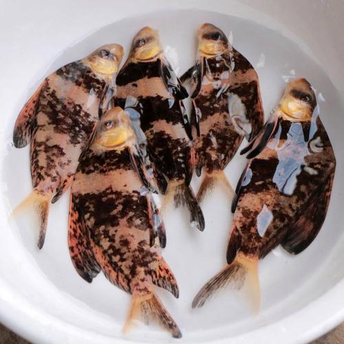 陕西胭脂鱼苗养殖技术有哪些关键要点?-图1 陕西胭脂鱼苗养殖技术有哪些关键要点?-图1