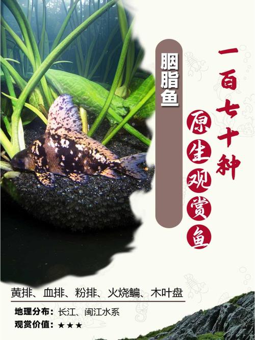 陕西胭脂鱼苗养殖技术有哪些关键要点?-图2 陕西胭脂鱼苗养殖技术有哪些关键要点?-图2