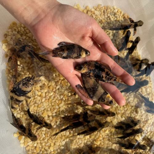 陕西胭脂鱼苗养殖技术有哪些关键要点?-图3 陕西胭脂鱼苗养殖技术有哪些关键要点?-图3