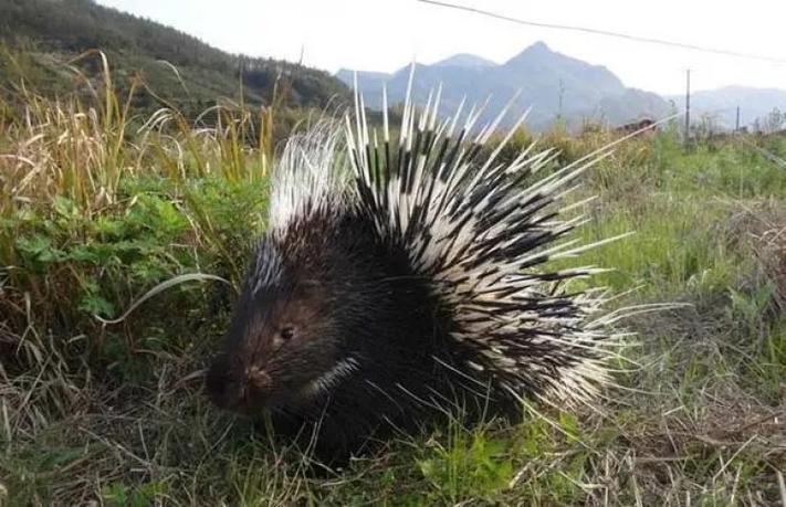 豪猪种苗价格多少一只？-图3