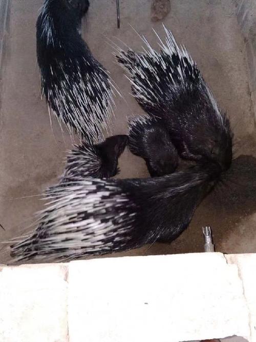 豪猪种苗价格多少一只？-图2