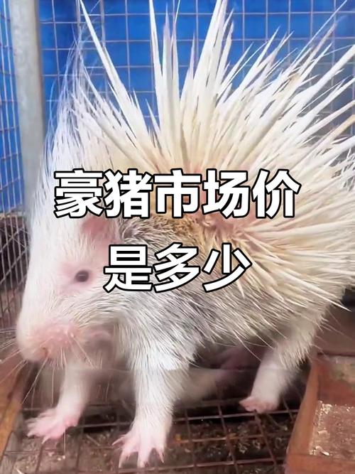 豪猪种苗价格多少一只？-图1