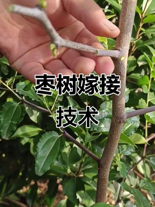 枣树多品种嫁接可行吗？-图1