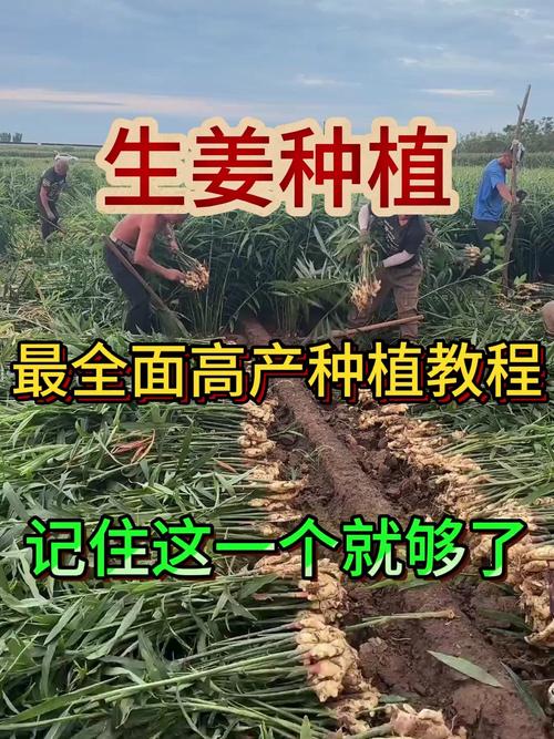 生姜种植技术和管理要点有哪些？-图1