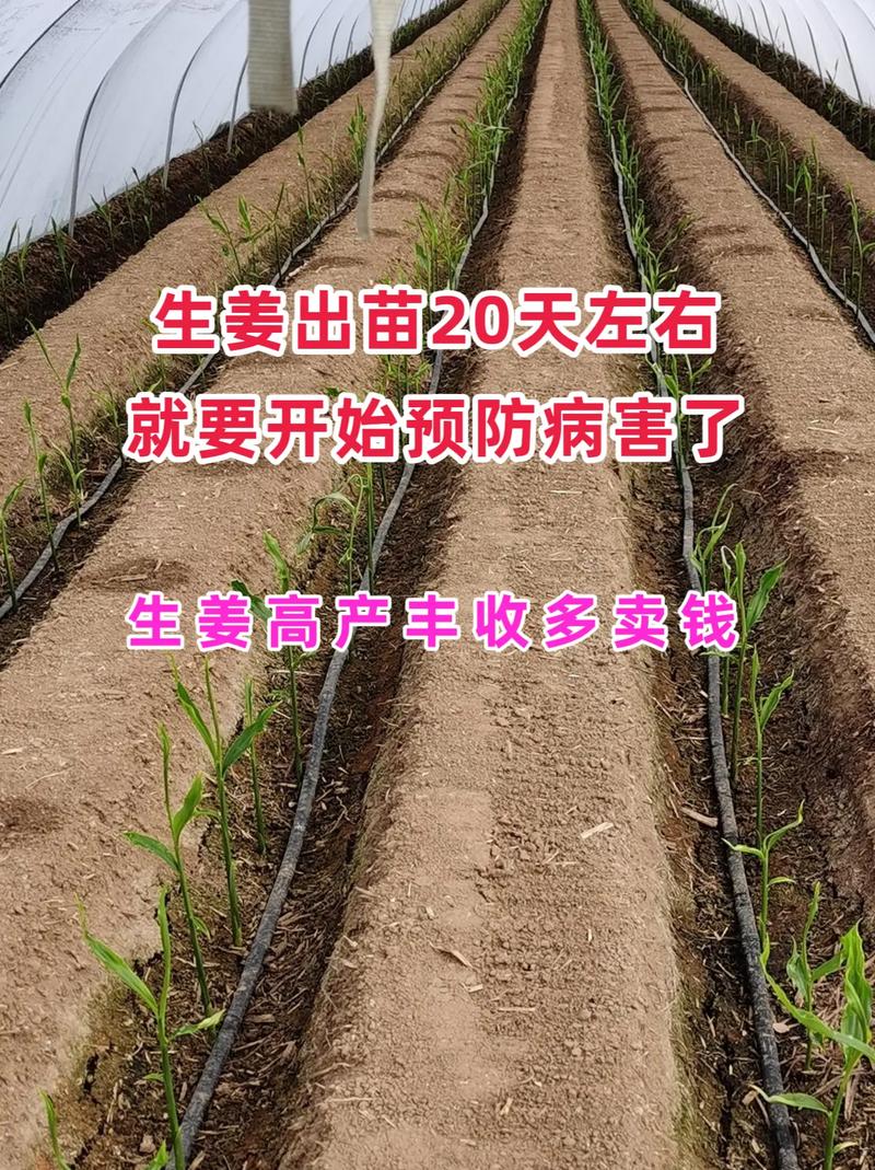 生姜种植技术和管理要点有哪些？-图2