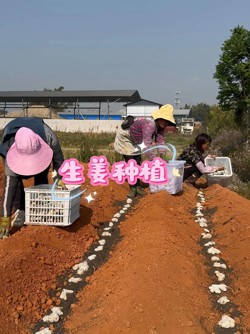 生姜种植技术和管理要点有哪些？-图3