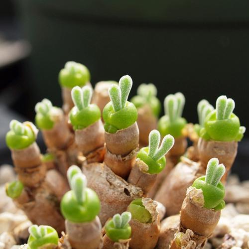 碧光环小兔子品种图片有哪些特征？-图1