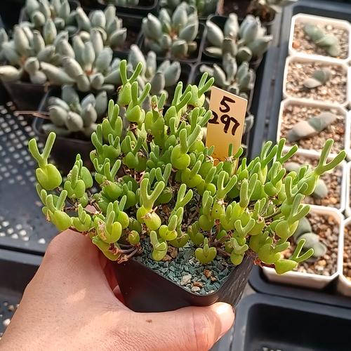 碧光环小兔子品种图片有哪些特征？-图2