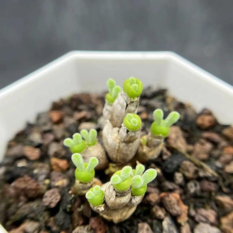 碧光环小兔子品种图片有哪些特征？-图3