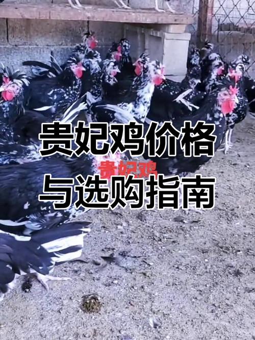 今日肉毛鸡价格行情如何？-图3