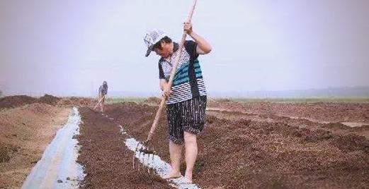 大平三号蚯蚓养殖技术怎么掌握?-图1 大平三号蚯蚓养殖技术怎么掌握?-图1