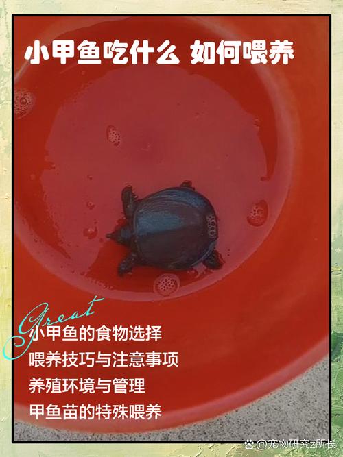 甲鱼苗养殖技术要点有哪些？-图1