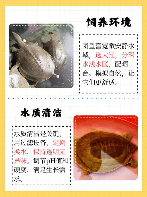 甲鱼苗养殖技术要点有哪些？-图3