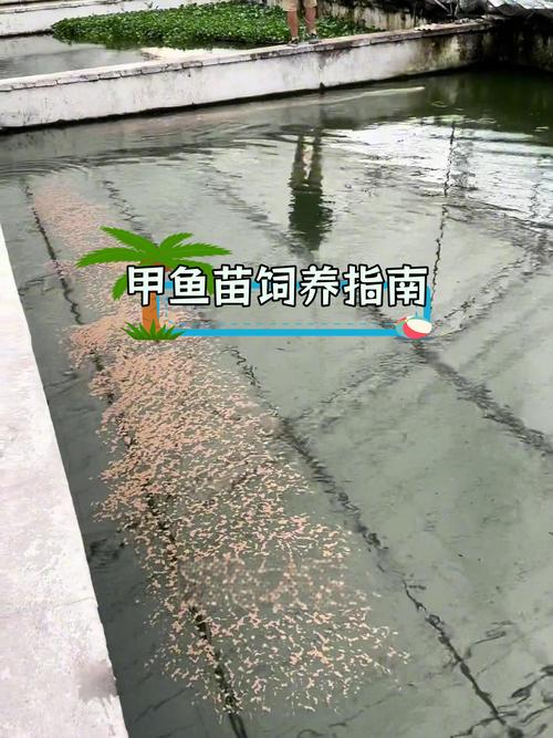 甲鱼苗养殖技术要点有哪些？-图2