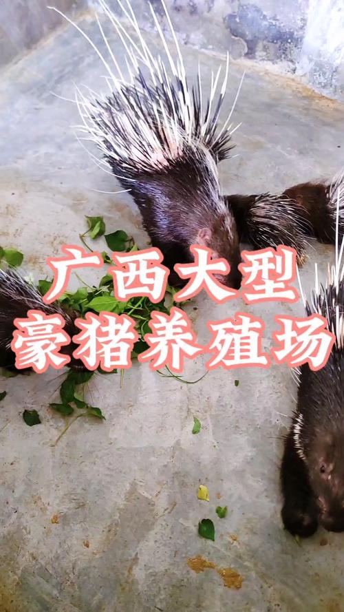 豪猪养殖技术有哪些关键要点？-图1