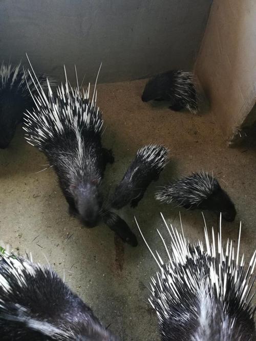 豪猪养殖技术有哪些关键要点？-图2