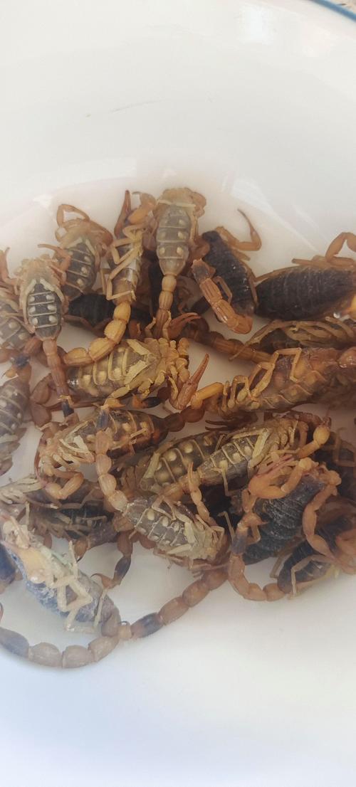 2025活蝎子价格会涨还是跌？-图1