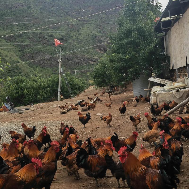 山地散养土鸡技术视频有哪些要点？-图1