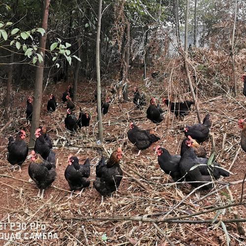 山地散养土鸡技术视频有哪些要点？-图3