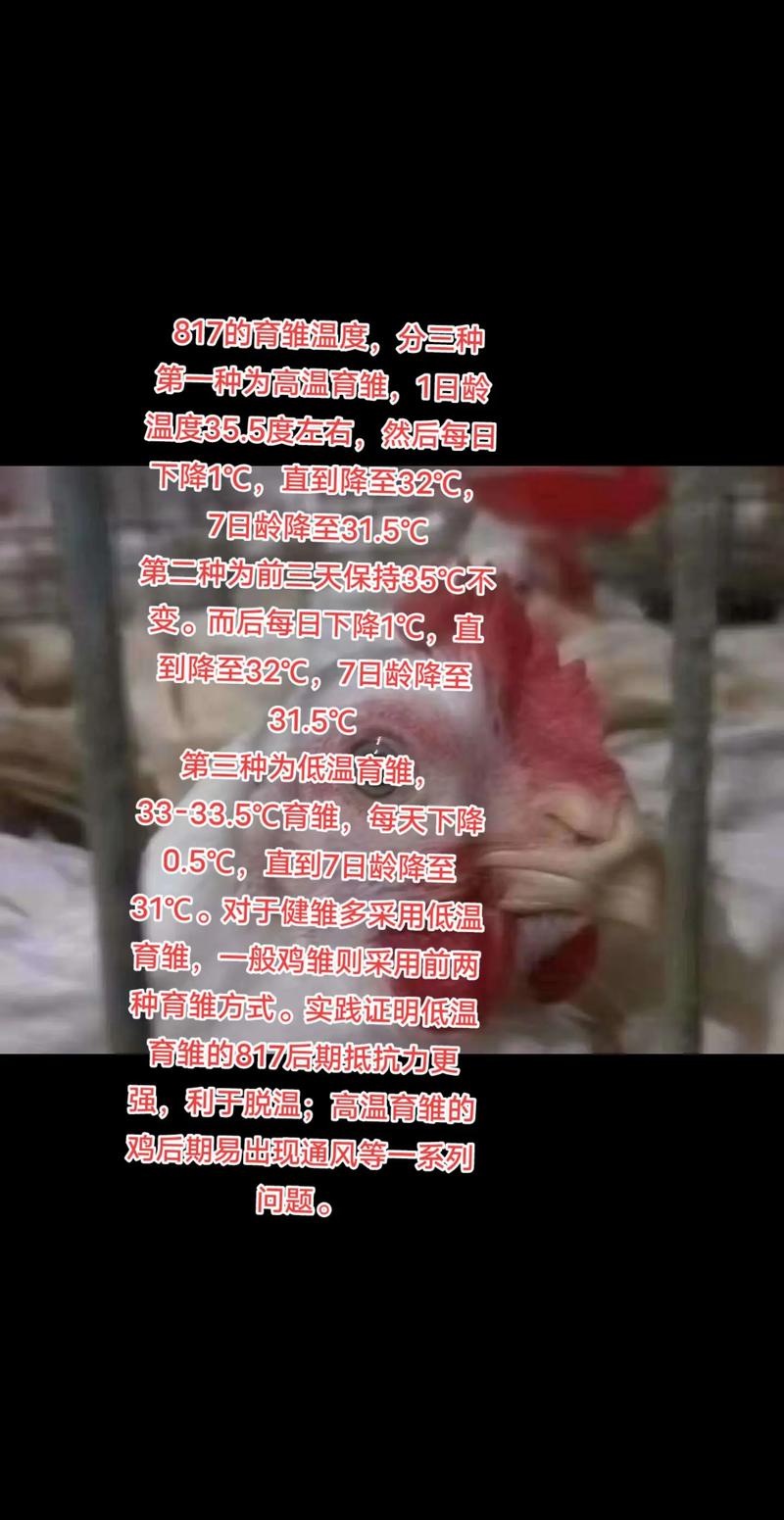 山东817毛鸡今日价格多少？-图2