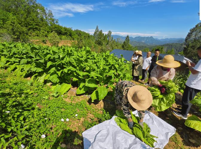 烟草种植技术视频大全-图1
