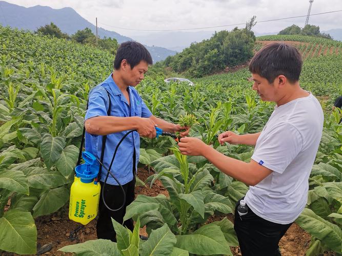 烟草种植技术视频大全-图3