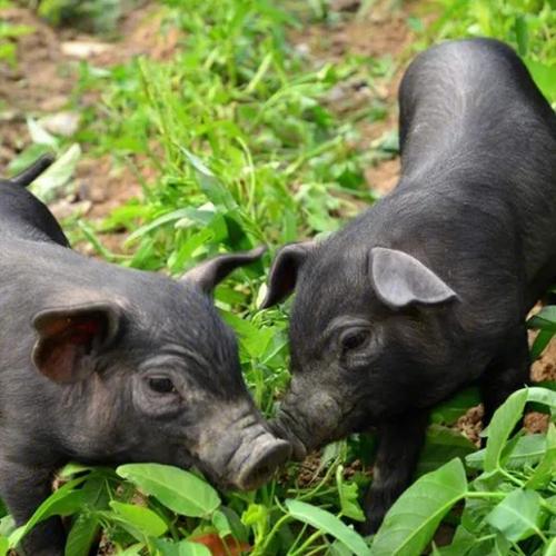 湖南黑猪品种有哪些？-图1