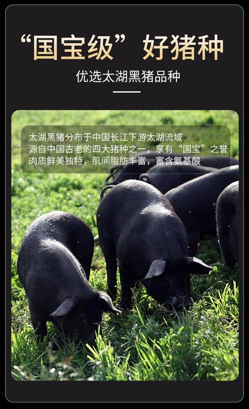 湖南黑猪品种有哪些？-图3