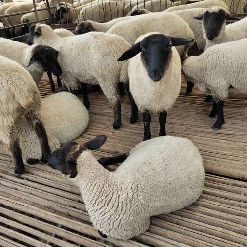 短毛羊品种有哪些？-图1