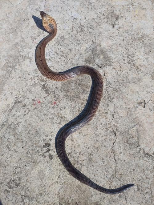 新手养眼镜蛇，哪个品种最合适？-图2