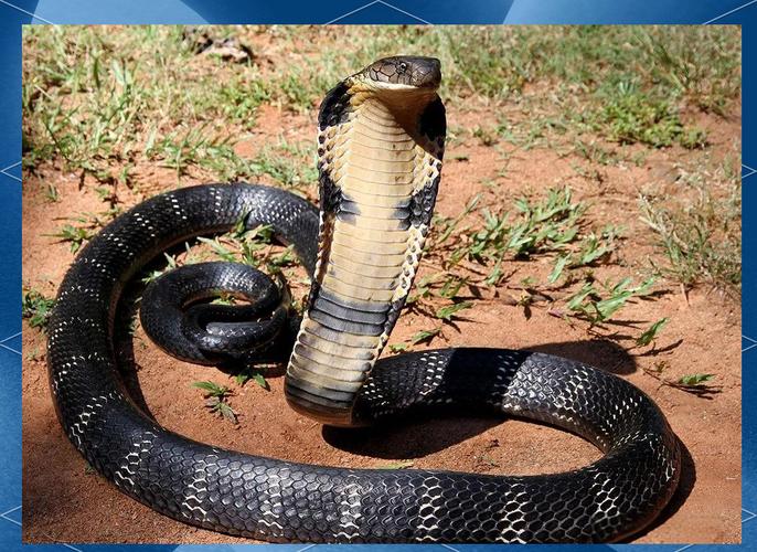 新手养眼镜蛇，哪个品种最合适？-图3