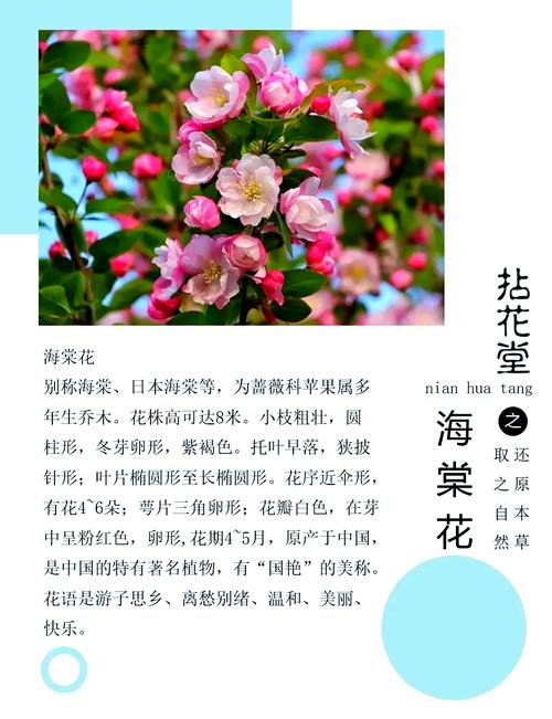 哪种海棠花有毒？-图3