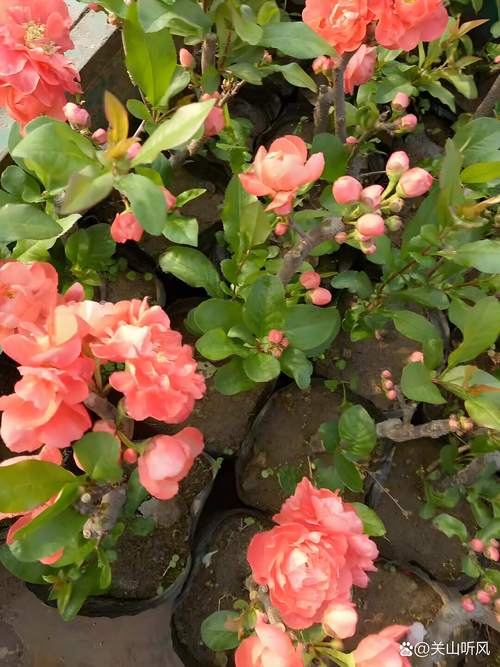 哪种海棠花有毒？-图2