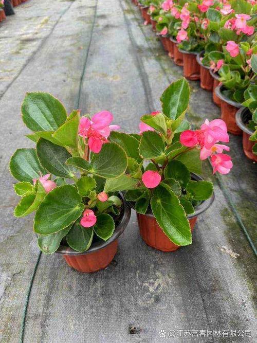 哪种海棠花有毒？-图1