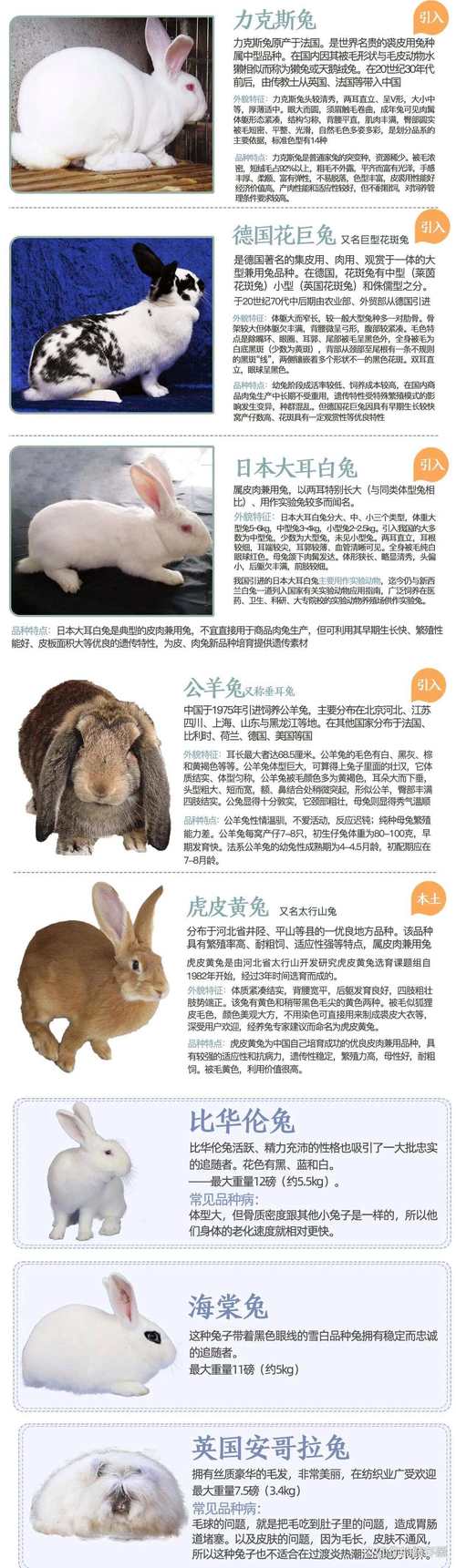 哪些肉兔品种值得引进？-图1