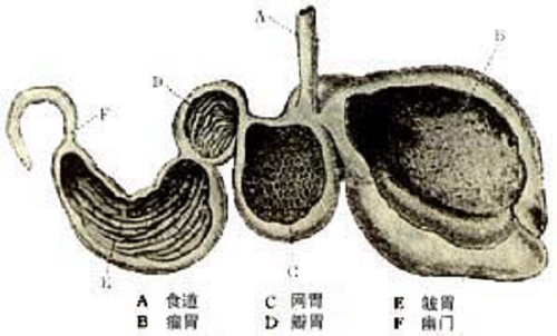 牛皱胃变位如何精准诊治？-图3