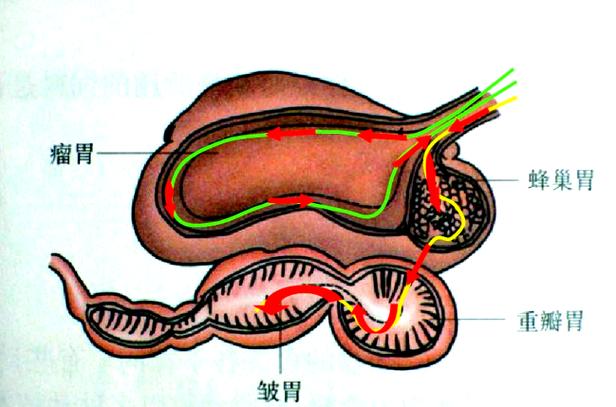牛皱胃变位如何精准诊治？-图2