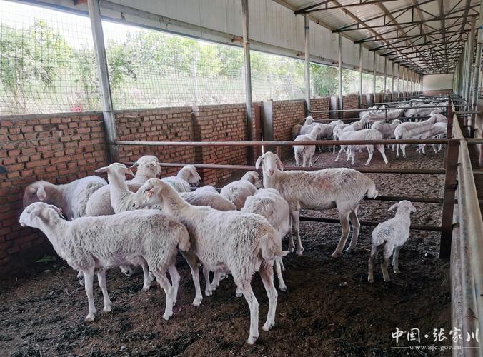 农村养羊技术要点有哪些？-图1