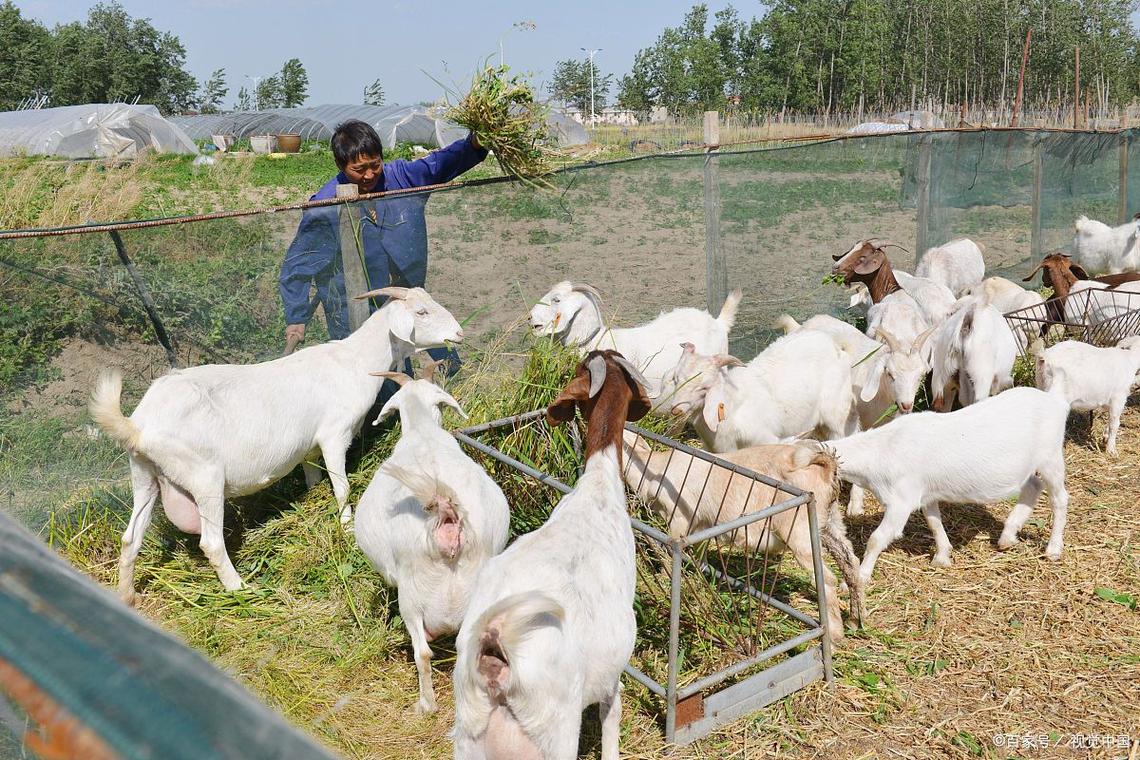 农村养羊技术要点有哪些？-图3