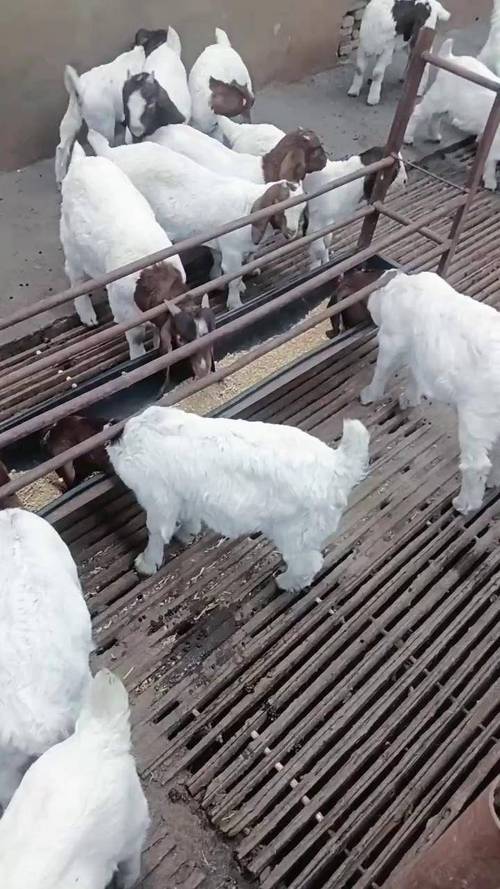 农村养羊技术要点有哪些？-图2