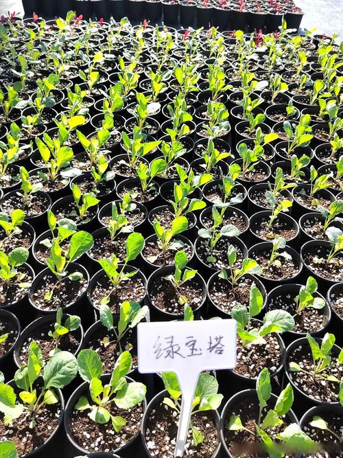 冬种甘蓝春收，关键技术有哪些？-图2